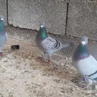 کبوتر ۷۰۰نشسته وبازرگان