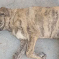 سگ نژاددار سرابی