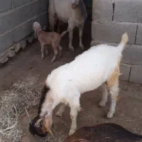 برای فروش
