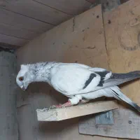 پرنده کفتر کبوتر شامی ماده|پرنده|کرج, کیانمهر|دیوار