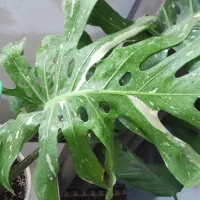 مانسترا تای