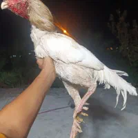 خروس لاری سفید|حیوانات|بم, |دیوار