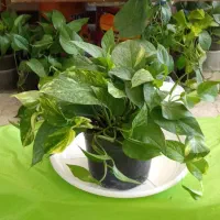 بار جدیدگیاه گلکده هلما گلی رسید|گل و گیاه طبیعی|رامهرمز, |دیوار