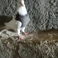 یک جفت کبوتر طوقی حسابی