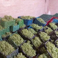 آبلیموآبغوره سرکه سیب آبنارنج