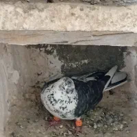 کبوتر|پرنده|خرمدره, |دیوار