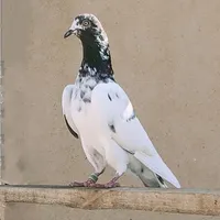 کفتر پاکستانی همراه جوجه|پرنده|محمدشهر, |دیوار