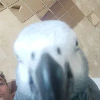 کاسکو گمشده