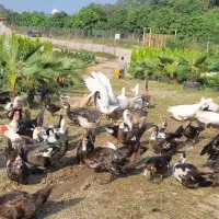 فروش اردک اسراعیلی و غوقاز لیندا نرو ماده