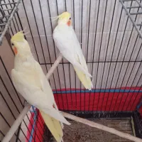 عروس هلندی مولد|پرنده|اصفهان, شاهد|دیوار