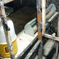 جفتی کبوتر مرغ جوجه|لوازم جانبی حیوانات|شیراز, دست خضر|دیوار