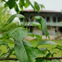 لذت-زندگی-در-ویلای-سنتی1209متری-سندتکبرگ-حومه-خمام