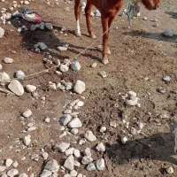 اسب فروشی|اسب و تجهیزات اسب‌سواری|دوگنبدان, |دیوار