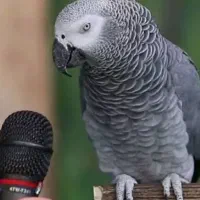 کاسکو گمشده