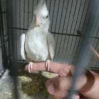 عروس هلندی نر