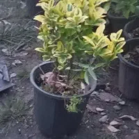 گل شمشاد طلایی با کیفیت