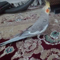 دو عدد عروس هلندی نر و ماده