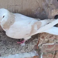 یک جفت ساده نسل هفت‌رنگ ب ضمانت|پرنده|بجنورد, |دیوار