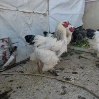 خروس برهما اصل|حیوانات مزرعه|شهریار, شهرک وائین|دیوار