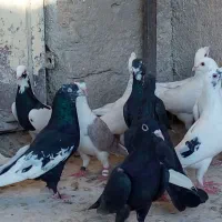 کفتر|پرنده|شیراز, دارالرحمه|دیوار