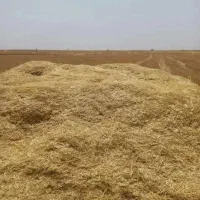 خریدار کاه به قیمت روز در منطقه کردستان