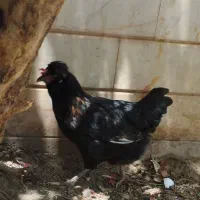 مرغ  و خروس فروشی