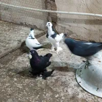 کبوتر.کفتر|پرنده|تبریز, |دیوار