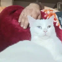 گربه ماده|گربه|تبریز, |دیوار