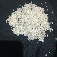 پخش برنج اعلا خوزستان در سراسر کشور