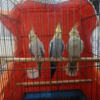 عروس هلندی|پرنده|اطاقور, |دیوار