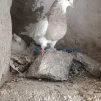 کبوتر طوقی ماده ( چهار عدد )|پرنده|کرمانشاه, |دیوار