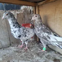 کبوتر یه جفت هفت رنگ کارخانه