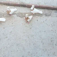 طوقی|پرنده|خواجه, |دیوار