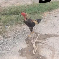 خروس نژاد دار چابهاری
