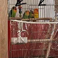 طوطی برزیلی گمشده عالیشهر