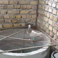 هفرنگ .چپ .طوقی|پرنده|بوئین زهرا, |دیوار