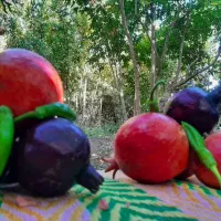 انار|خوردنی و آشامیدنی|قم, بنیاد|دیوار