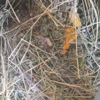 یونجه دسته کاملا خشک
