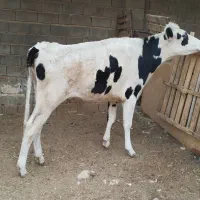 گوساله گاو