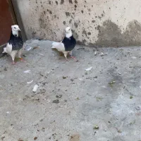 کبوتر طوق سیاه