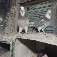 هماسرور(شازده)|پرنده|پیر بکران, |دیوار