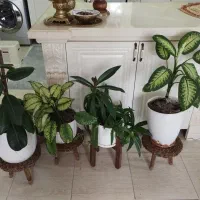 تعدادی گل و گیاه