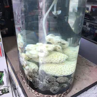 اکواریوم شیشه خم با تمامی لوازم تکمیل