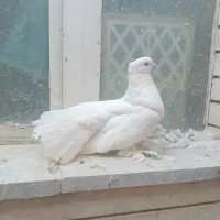 دم چتری ودمگیر