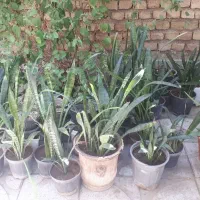 فروش گل سانسوریا بعلت جابه جایی