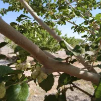 زمین ویلایی شهرک جمهوری جوپار|فروش زمین و ملک کلنگی|ماهان, |دیوار