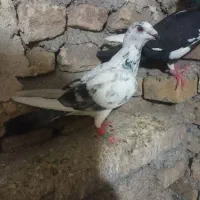 کفتر بوم پلنگ سبز زاغ سوسکی کله سار