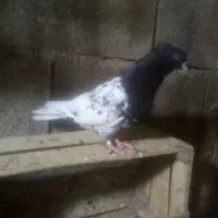 کله سیاه|پرنده|مسجد سلیمان, |دیوار