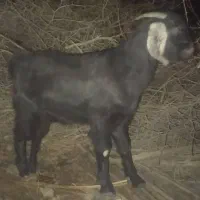 گوسفند فروشی منوجان