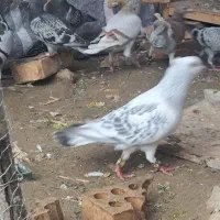 جفت کاکل